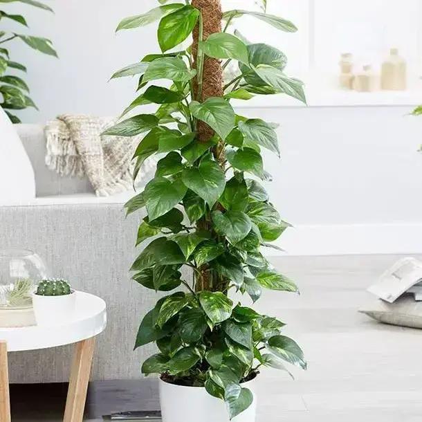 Money Plant